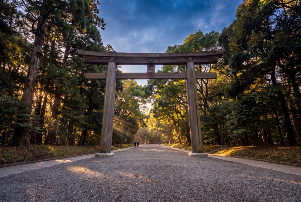 Meiji Tapınağı'nın dev ahşap torii kapısı ve orman yolu